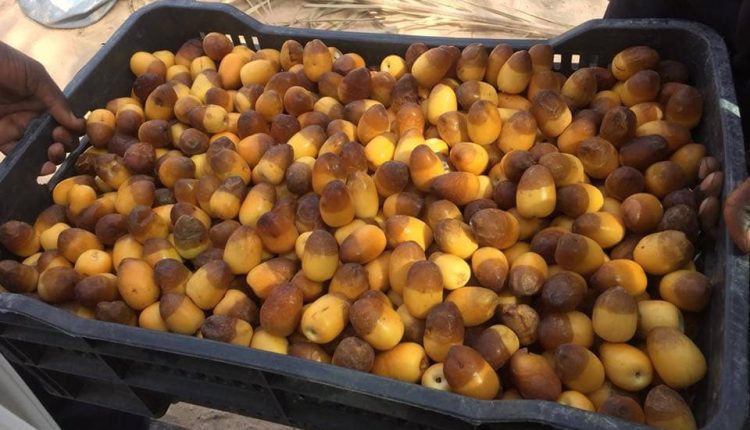 جني التمور ودان